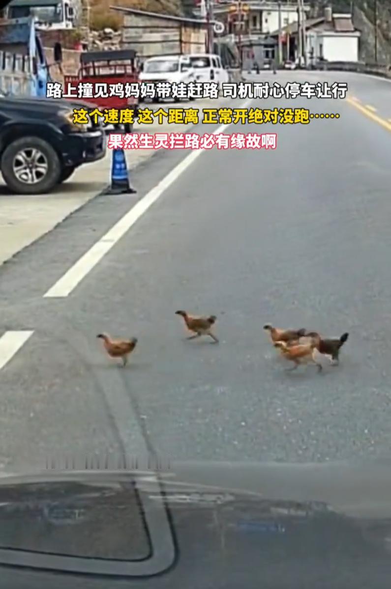 一念善意，捡回一命！贵州一男子开车赶路，偶遇鸡妈妈带着一群小鸡过马路，他主动停车