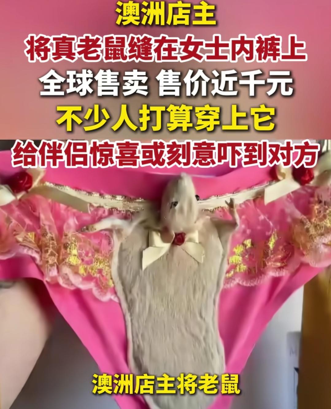 怎么会有这么奇葩的人？澳洲店主将真老鼠缝制在女士内裤上，并且在全球卖，售价近千元