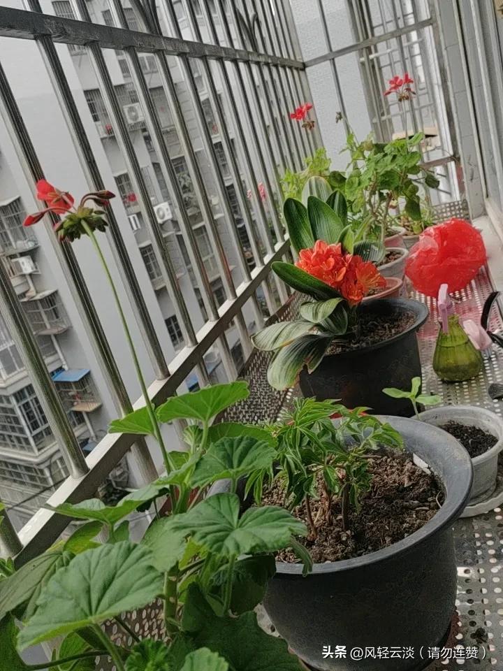 几天没在家，阳台的花没人管理，现好好浇点水，松松士，看这盆君子兰绽放了整整一个月