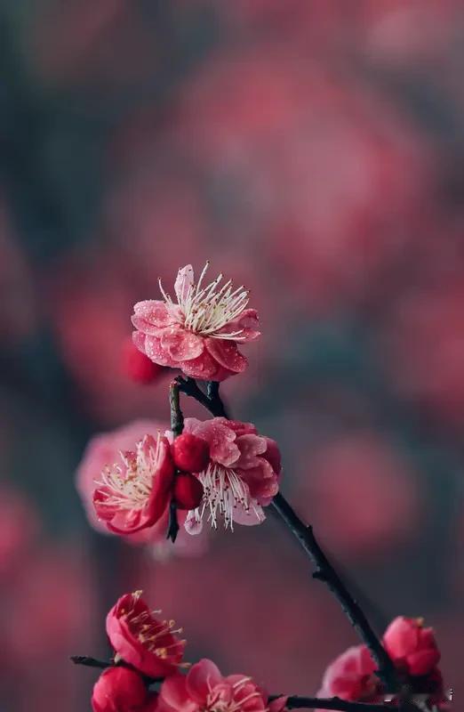 上联：青竹枝枝秀，诚邀下联红梅朵朵香！