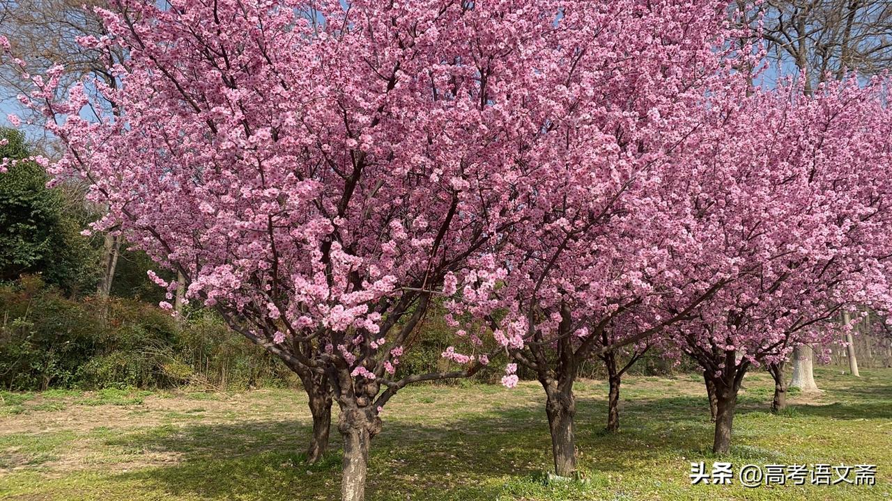 春日生活打卡季樱花盛开，春意盎然，快来打卡🌸🌸🌸
