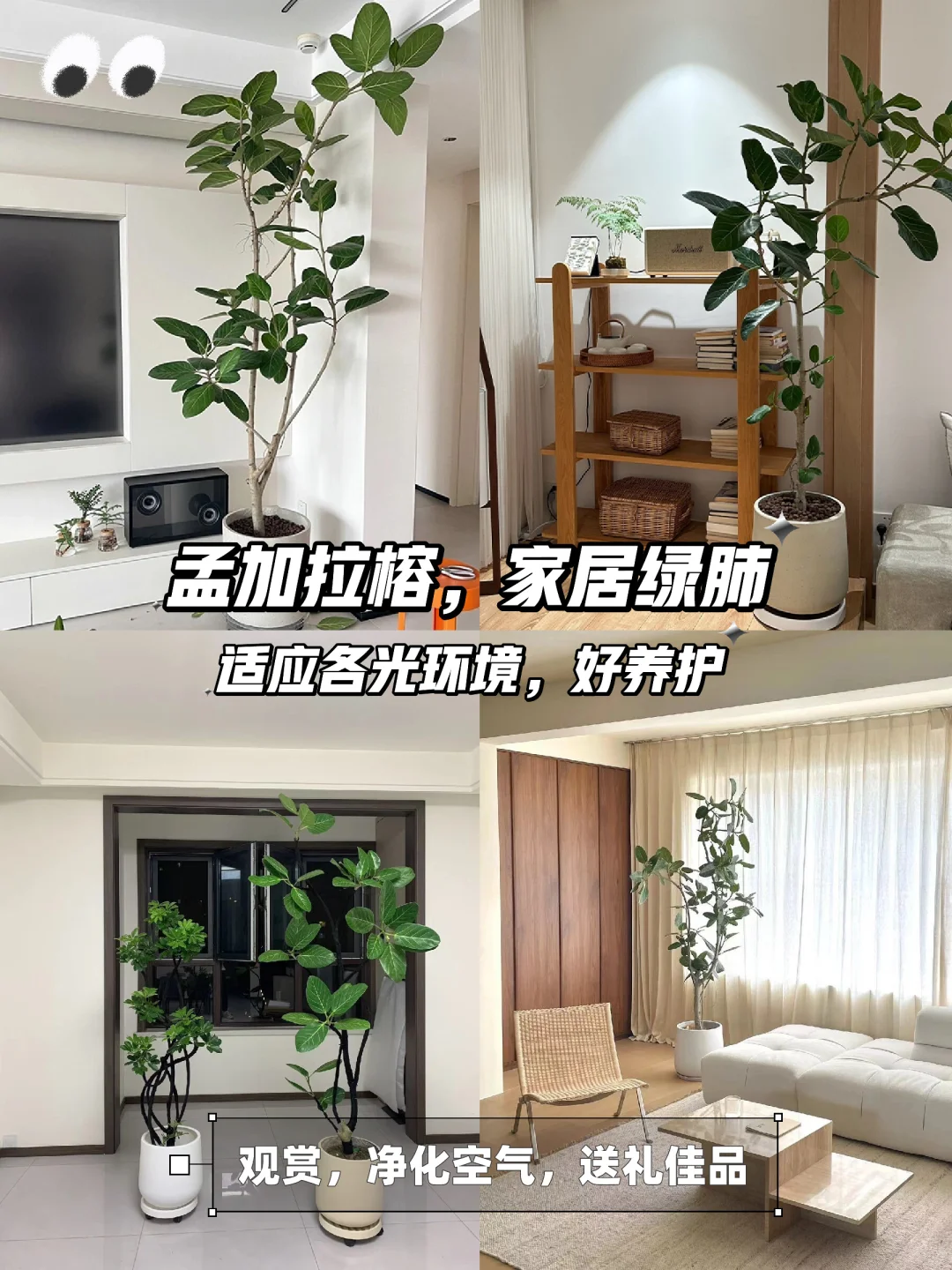 🌿让家充满生机的孟加拉榕盆栽🌳