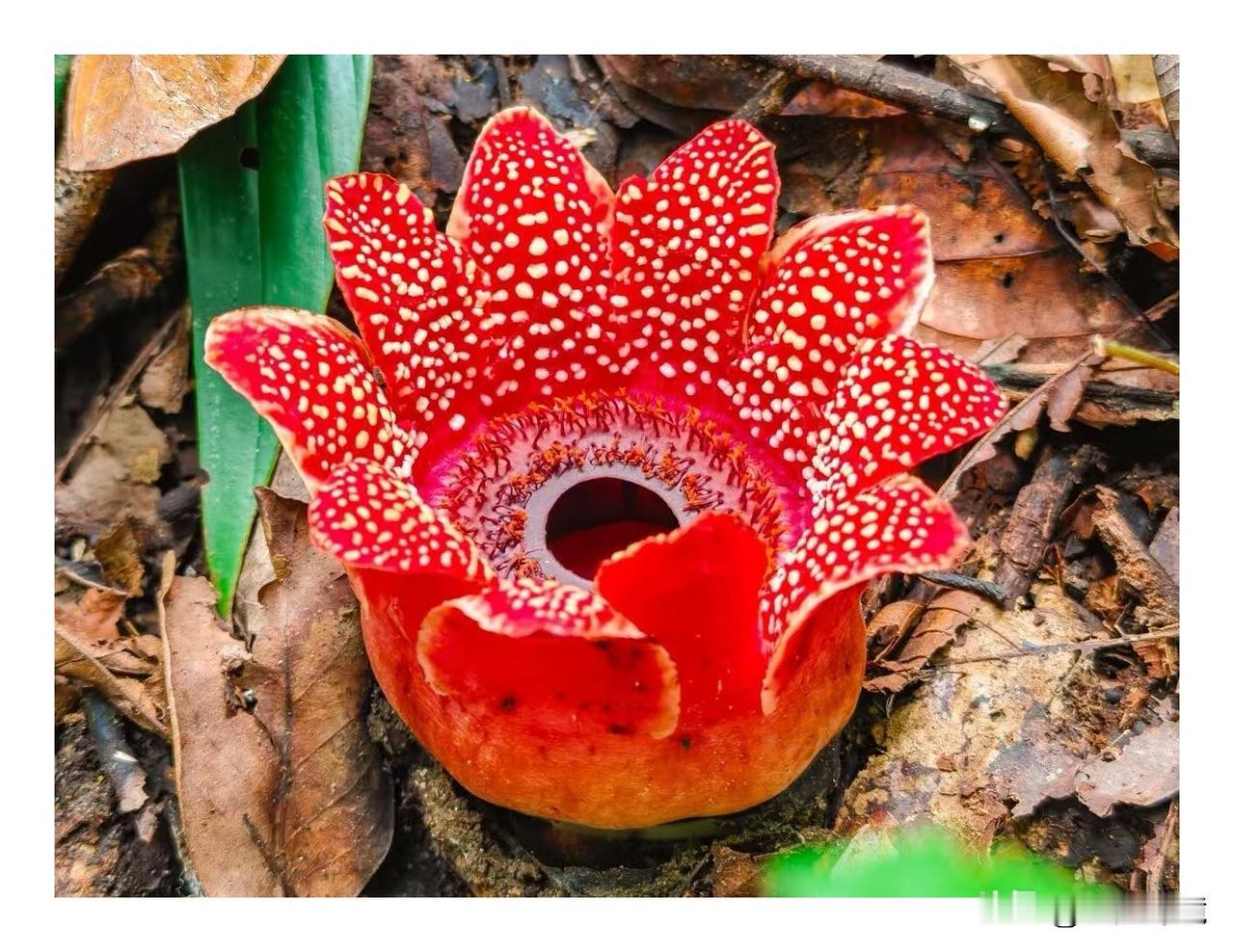 艳丽花朵是什么花

到云南普洱旅游，普洱是普洱茶的故乡，普洱茶非常有名。

在茶