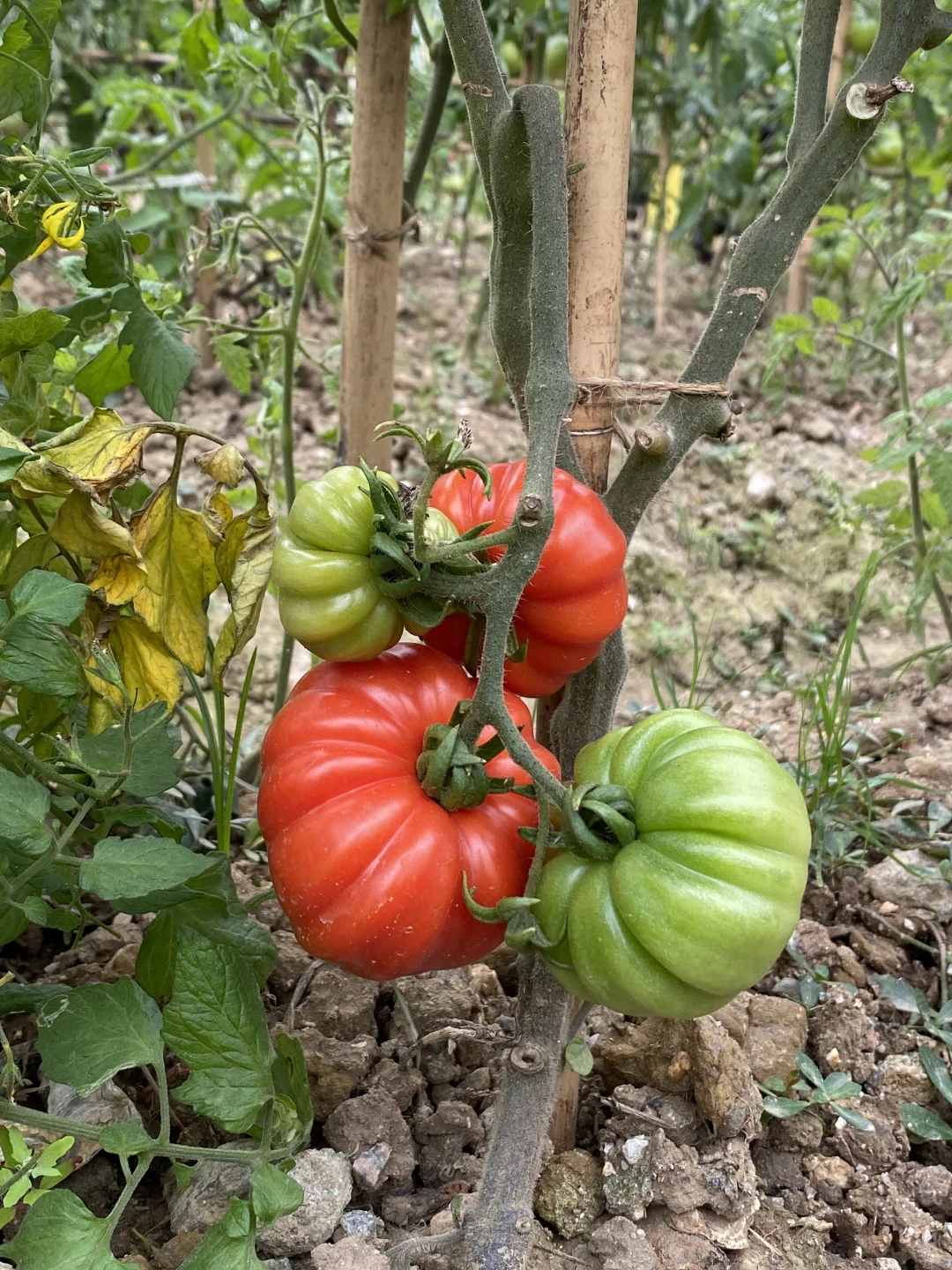 农场12月开放番茄采摘🍅