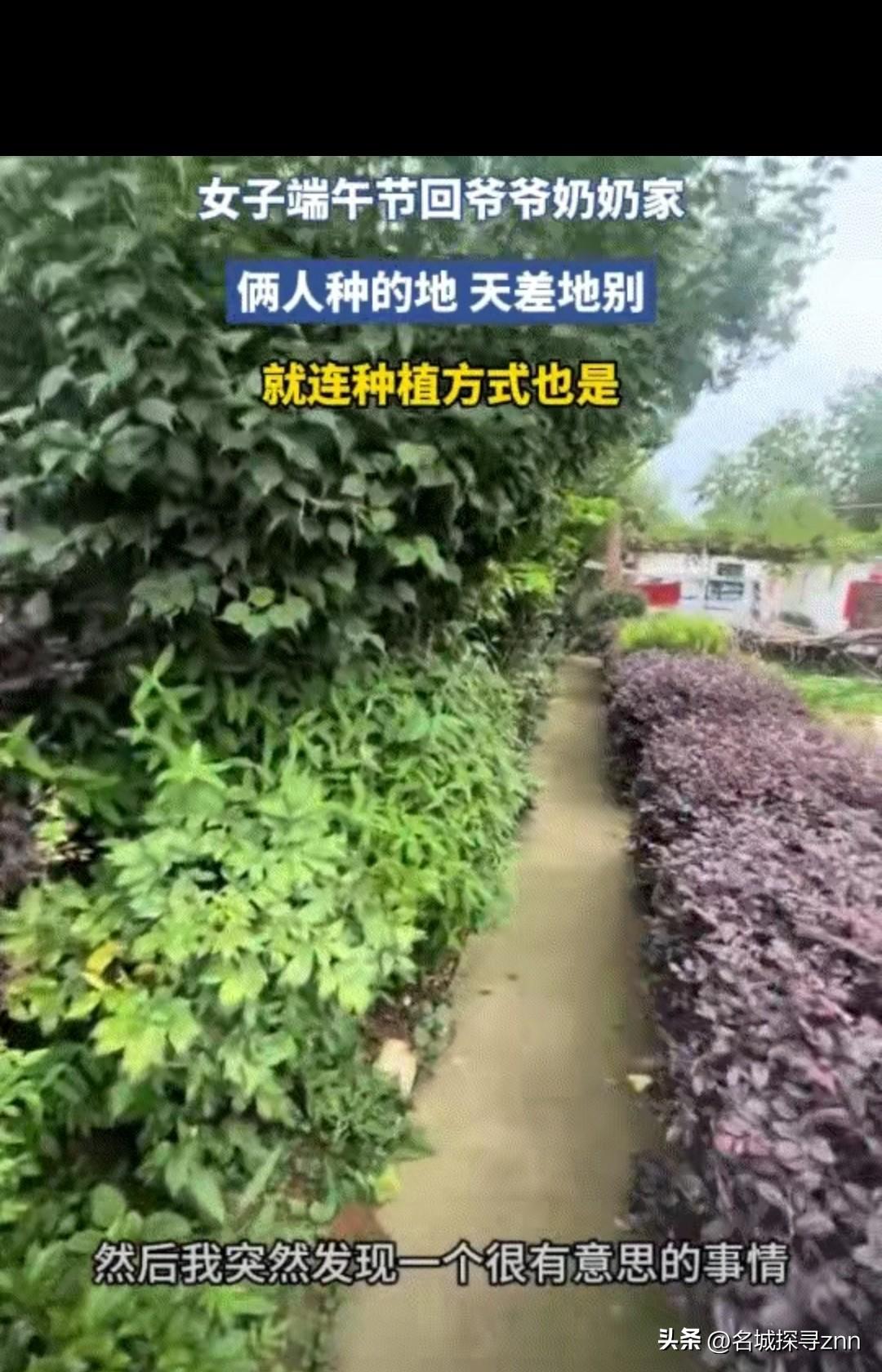 一女子发视频分享，她的爷爷奶奶因种地意见不合，将家中院子里的地分成两份各种，这爷
