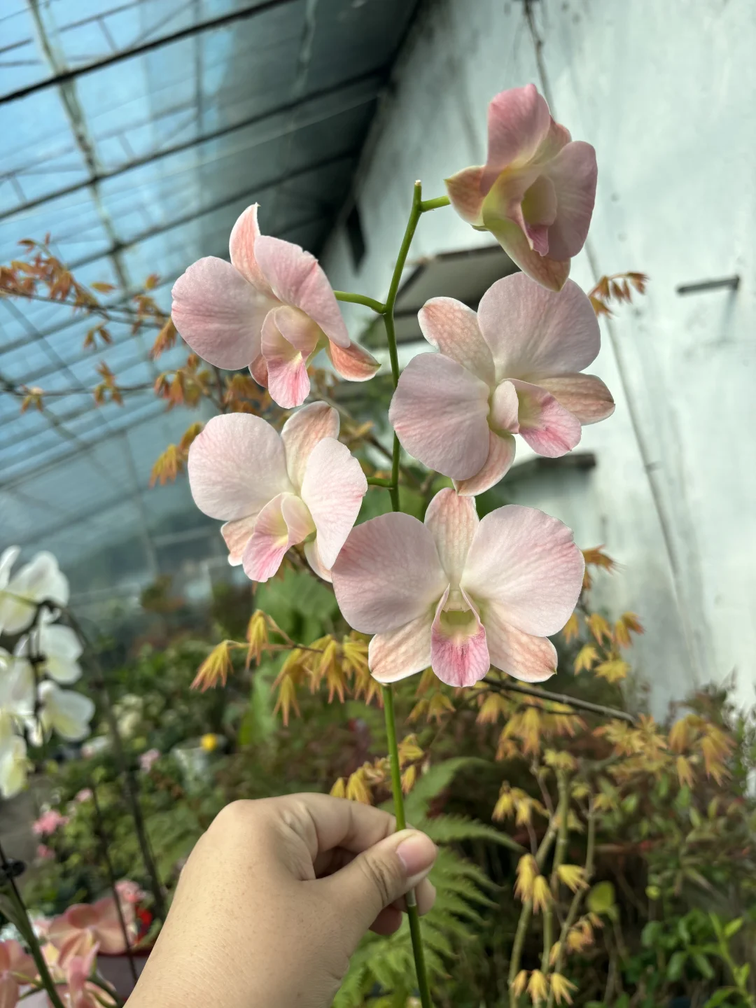 蜜桃石斛兰，哈尔滨同城花房
