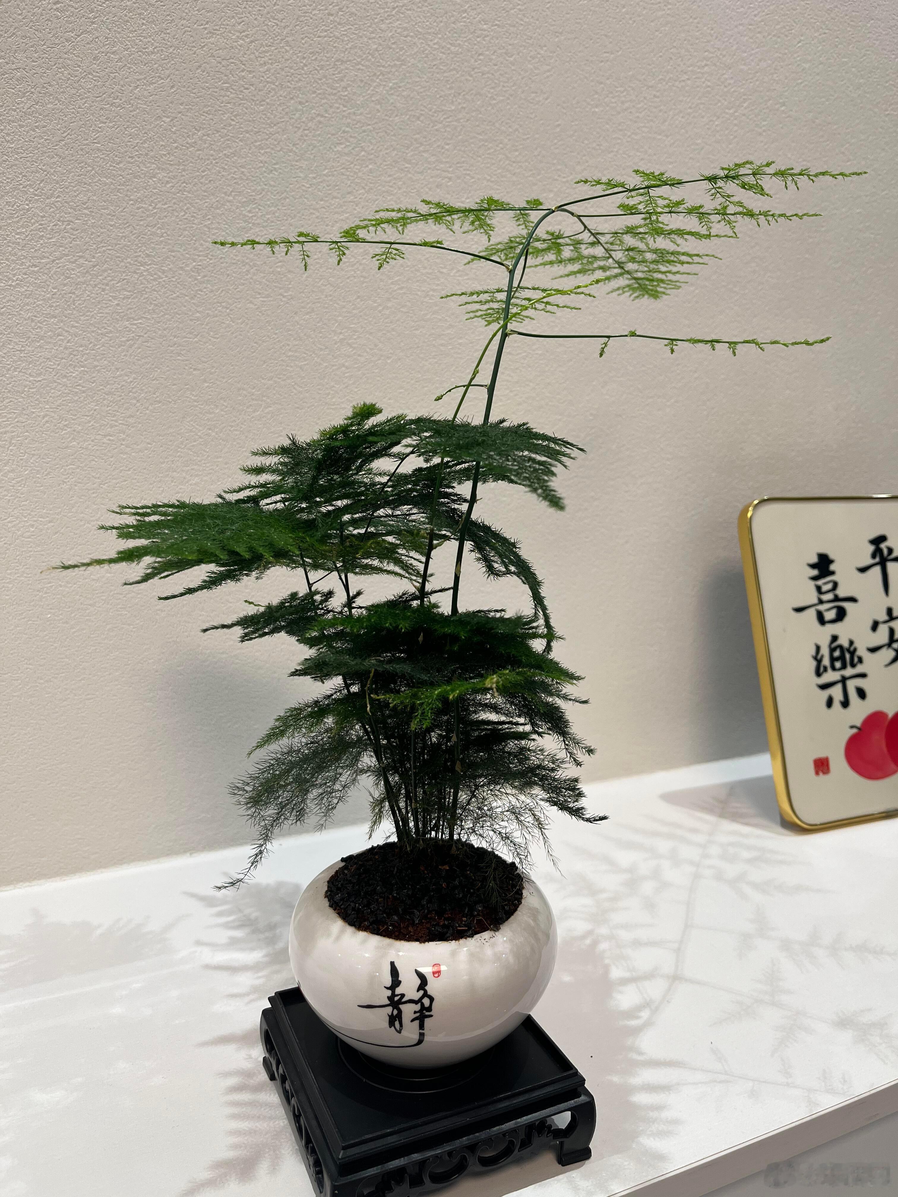 没花花发了，发发我的文竹吧！ ​​​