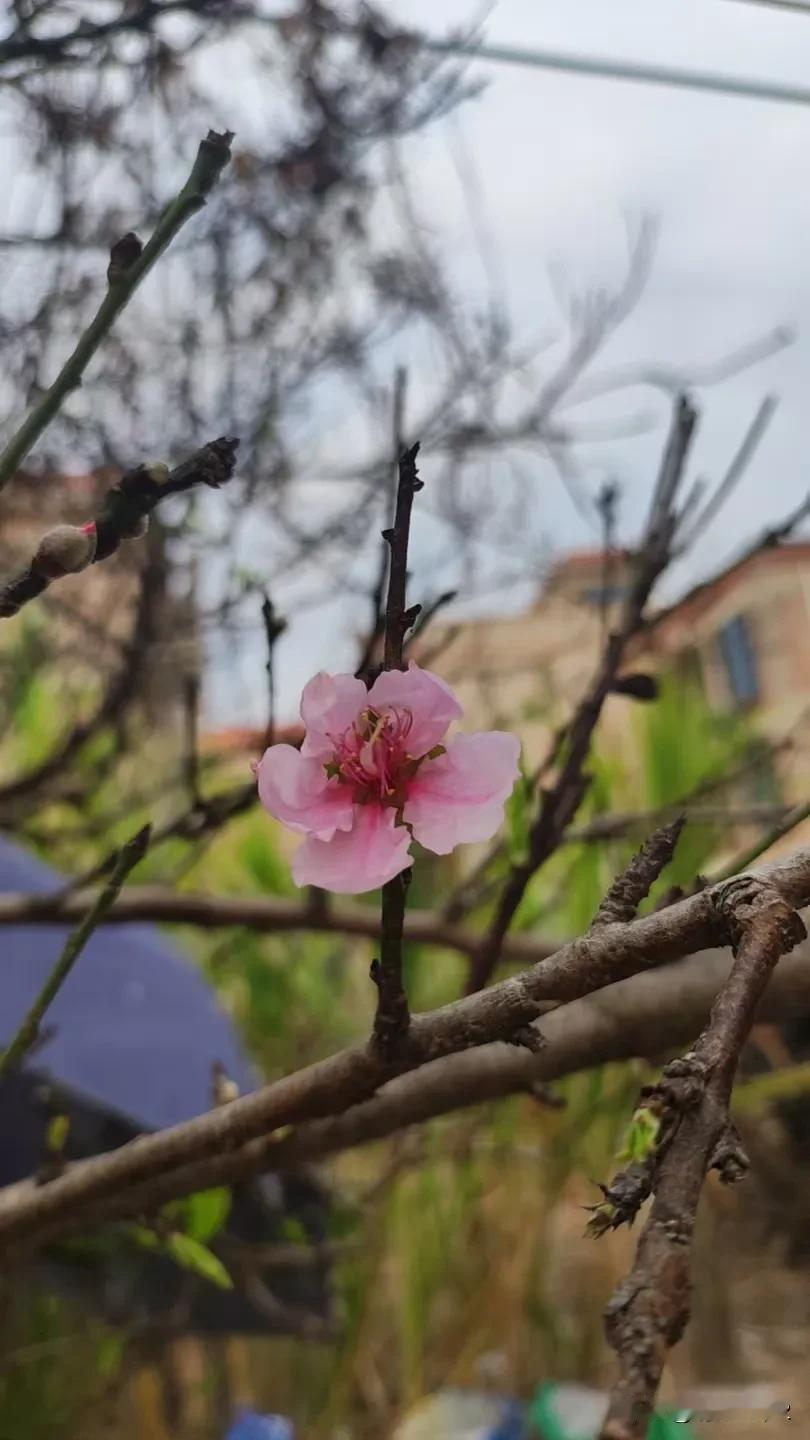春天的呢喃

春天，她轻轻地走来，
脚步轻盈，如晨风微拂。
在那枝头，一抹粉红跃