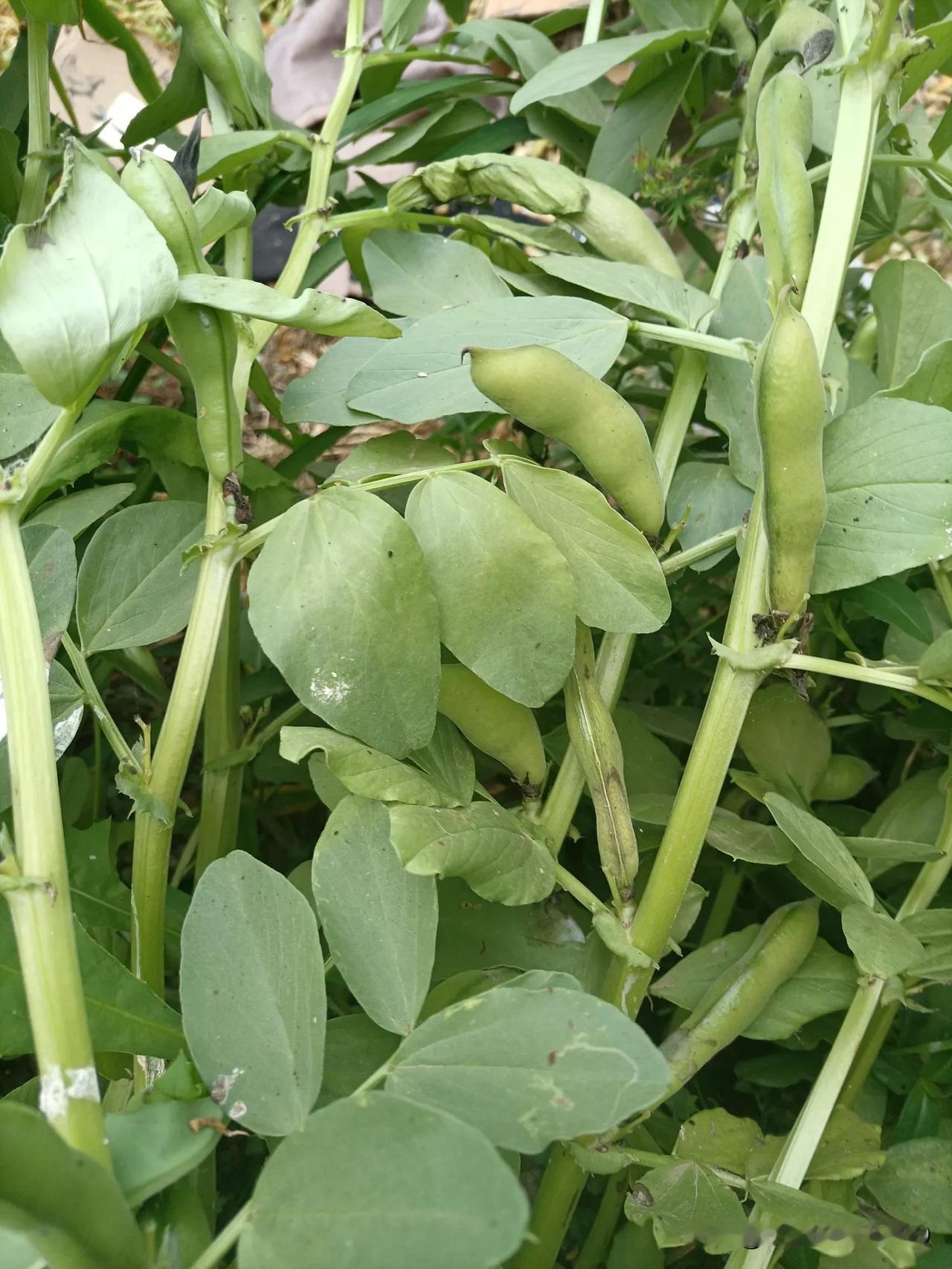 分享一张你最近手机拍到的照片老家的蚕豆可以说是吃了，收获满满！