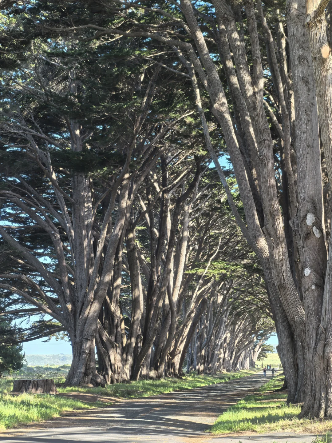 树影迷宫Cypress Tree Tunnel 柏树隧道