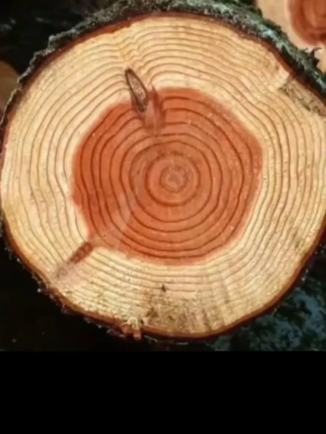 万事万物都是螺旋式上升的总趋势