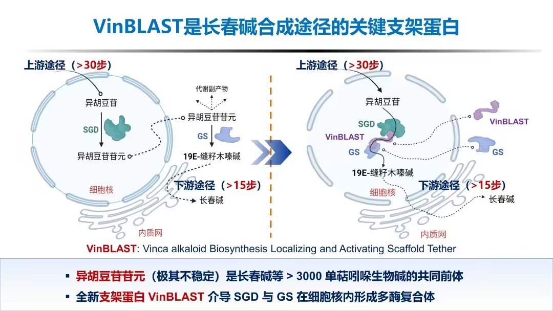 【浙大攻克天价抗癌药合成瓶颈：产量提升1000倍！】“浙江大学”官方公众号今天（