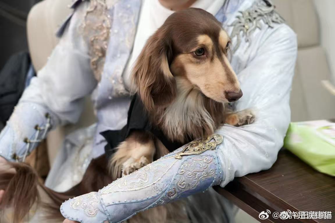 田嘉瑞说腊肠狗是心机QQ肠 乳酪风评被害🈶️我们乳酪明明是可爱的小狗，谁在栽 