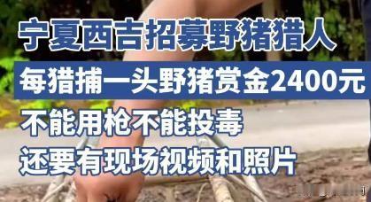 宁夏西吉县悬赏捕野猪，高额赏金引热议！每头野猪竟值2400元？

 宁夏固原市西