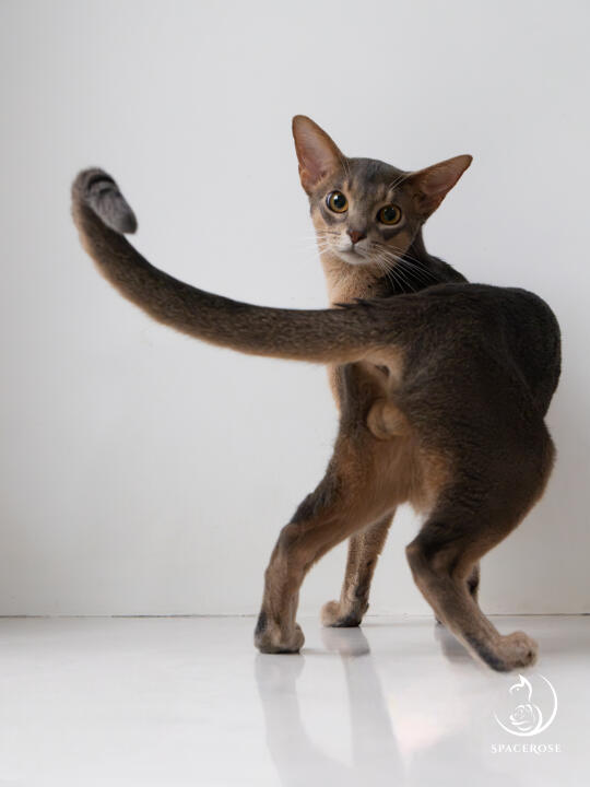 父亲节，介绍一位「准爸爸」给大家