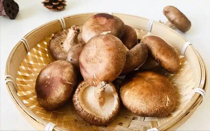 香菇提高免疫力变致病？微生物检测发现：久泡产生致命毒素
 
“香菇不是健康食材吗