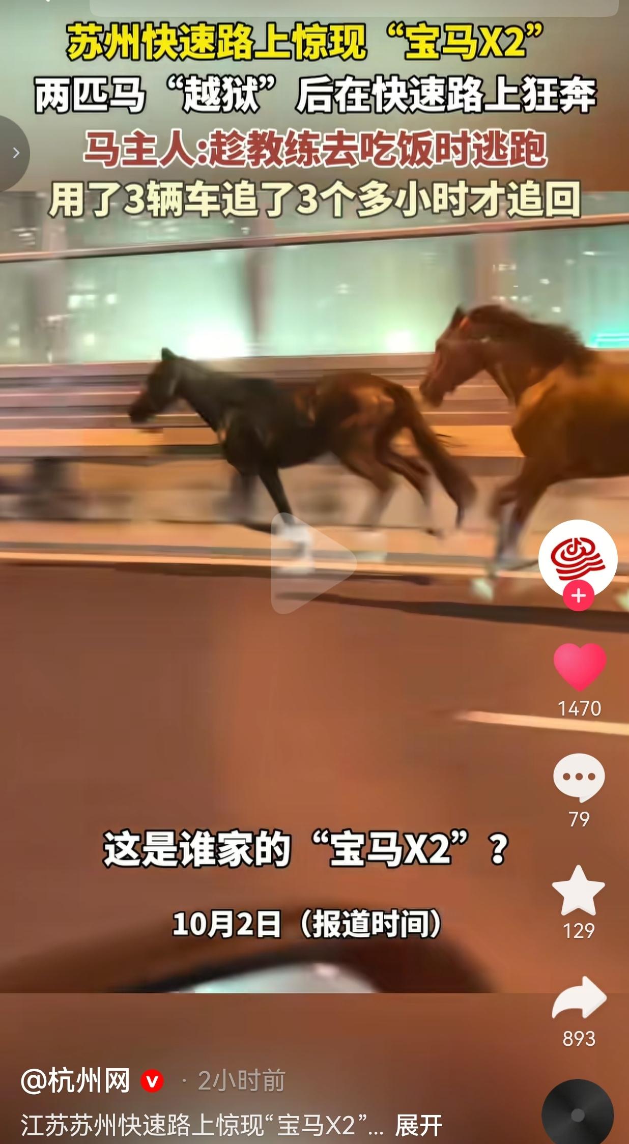 近日，在江苏苏州。马主人丛先生说，这两匹马本来是假期骑回来，留着以后拍结婚照用的