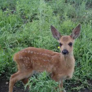 80年代上山捡蘑菇，见着草堆里有东西动弹，我过去一看这不是一只小鹿吗，挺大耳朵，
