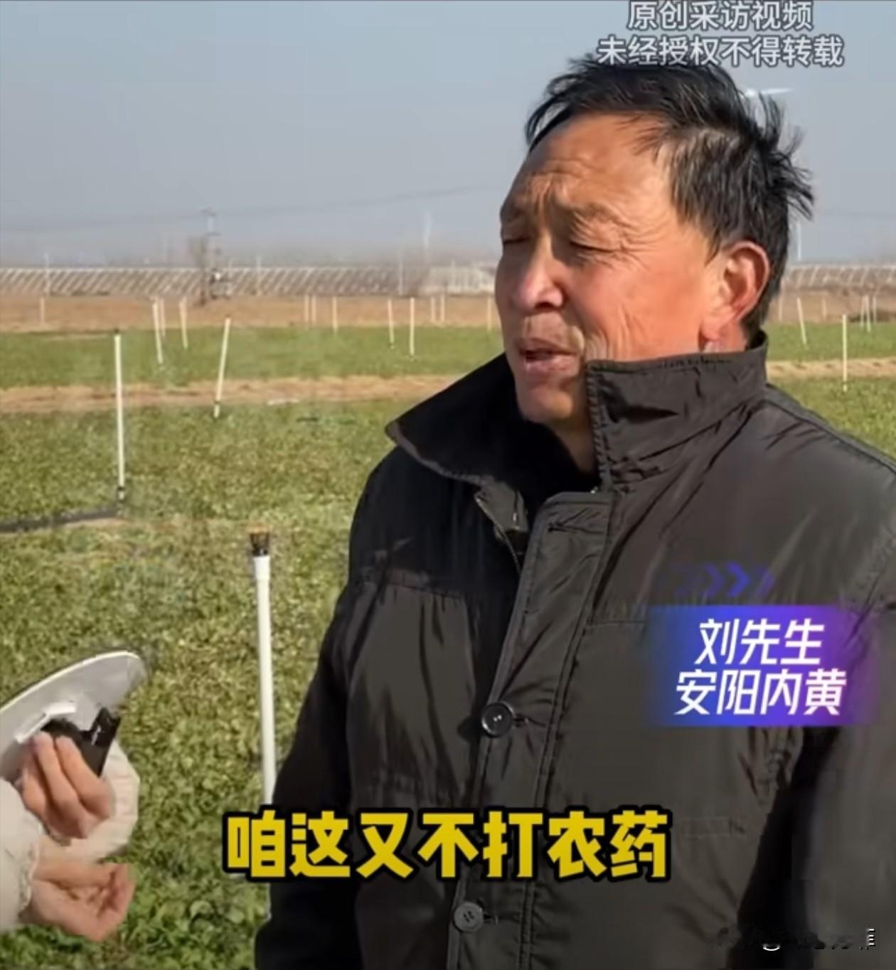 太有头脑了！河南，一大哥种了100多亩荠菜，因为长势不好，再卖不出去就全烂地里了