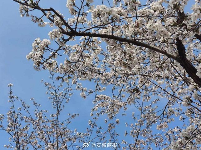 #合肥的春天也太美了吧# 【赏樱不用出合肥，已大片盛开，还有玉兰争艳】随着气温逐