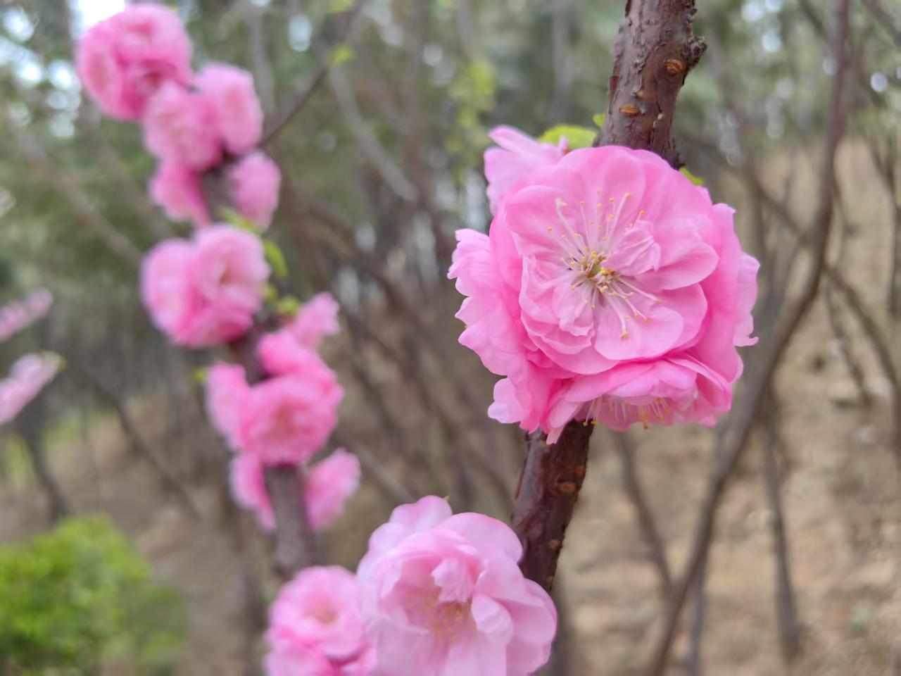 五绝四首•春意写真2569
（2026.3.22.13:26）
一
春早暖村庄，