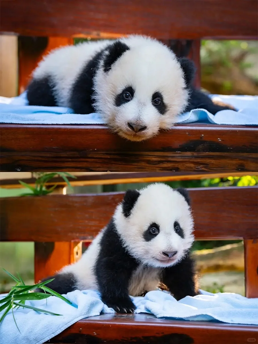 软软糯糯，就是🐮叫声有点违和