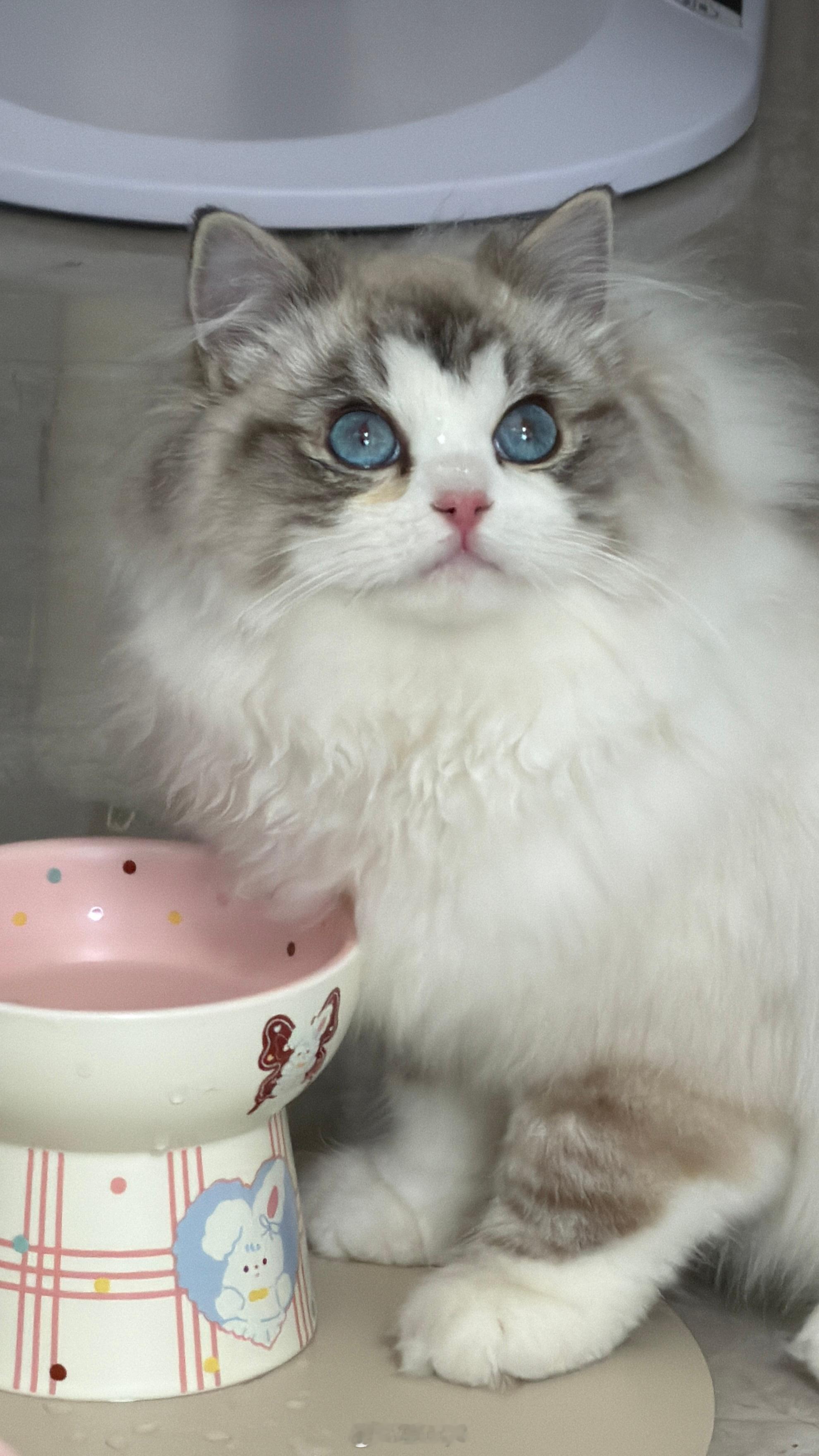 我也有小猫啦\🐾 