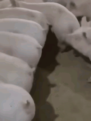 俺老猪吃个饭都能被拱上天[泪奔]