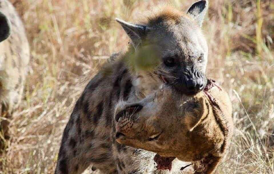 草原辛巴被狗蛋把头都给叼走了 ​​​