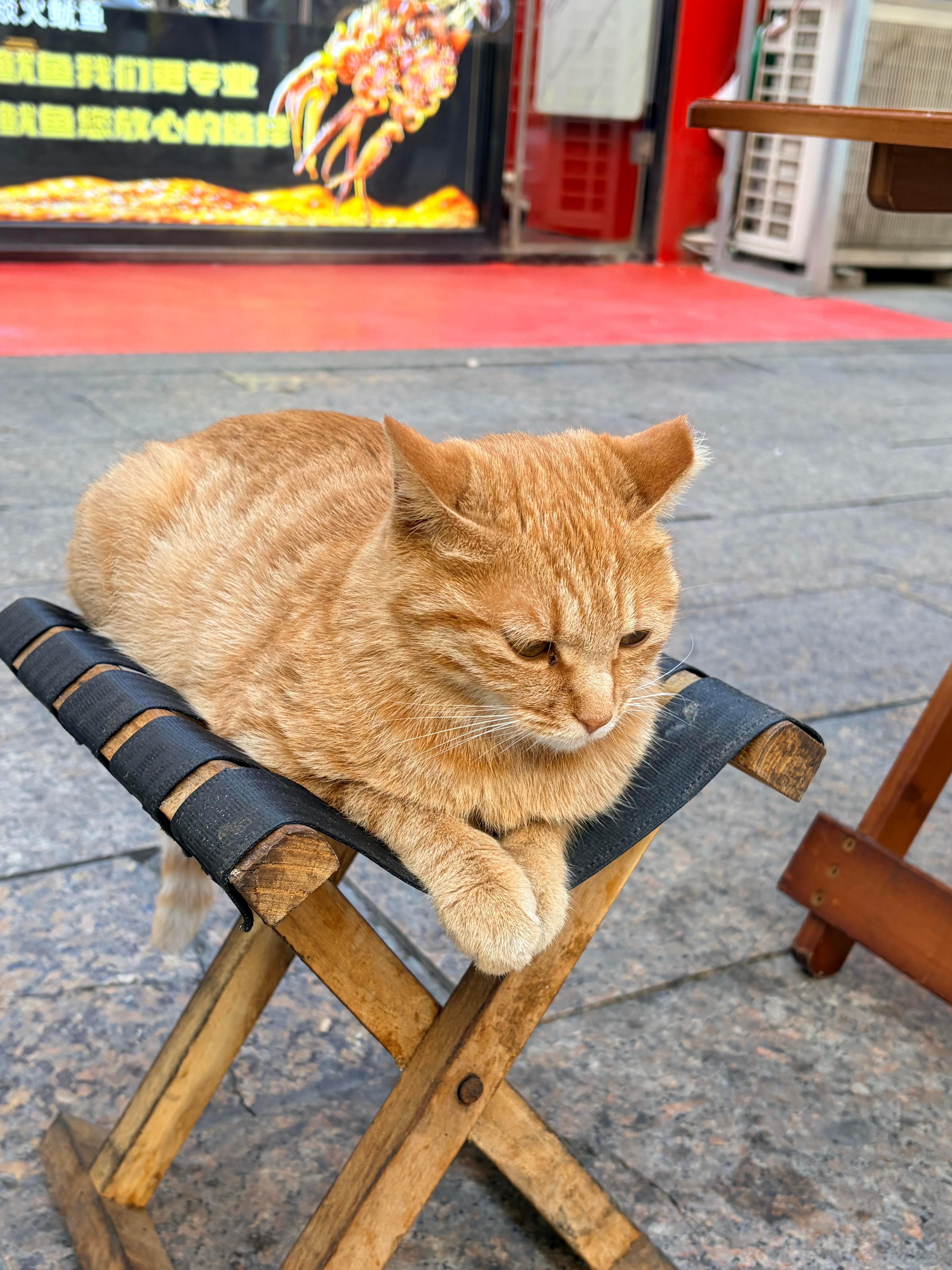 小猫不知道买鱿鱼才能坐在这里吗 