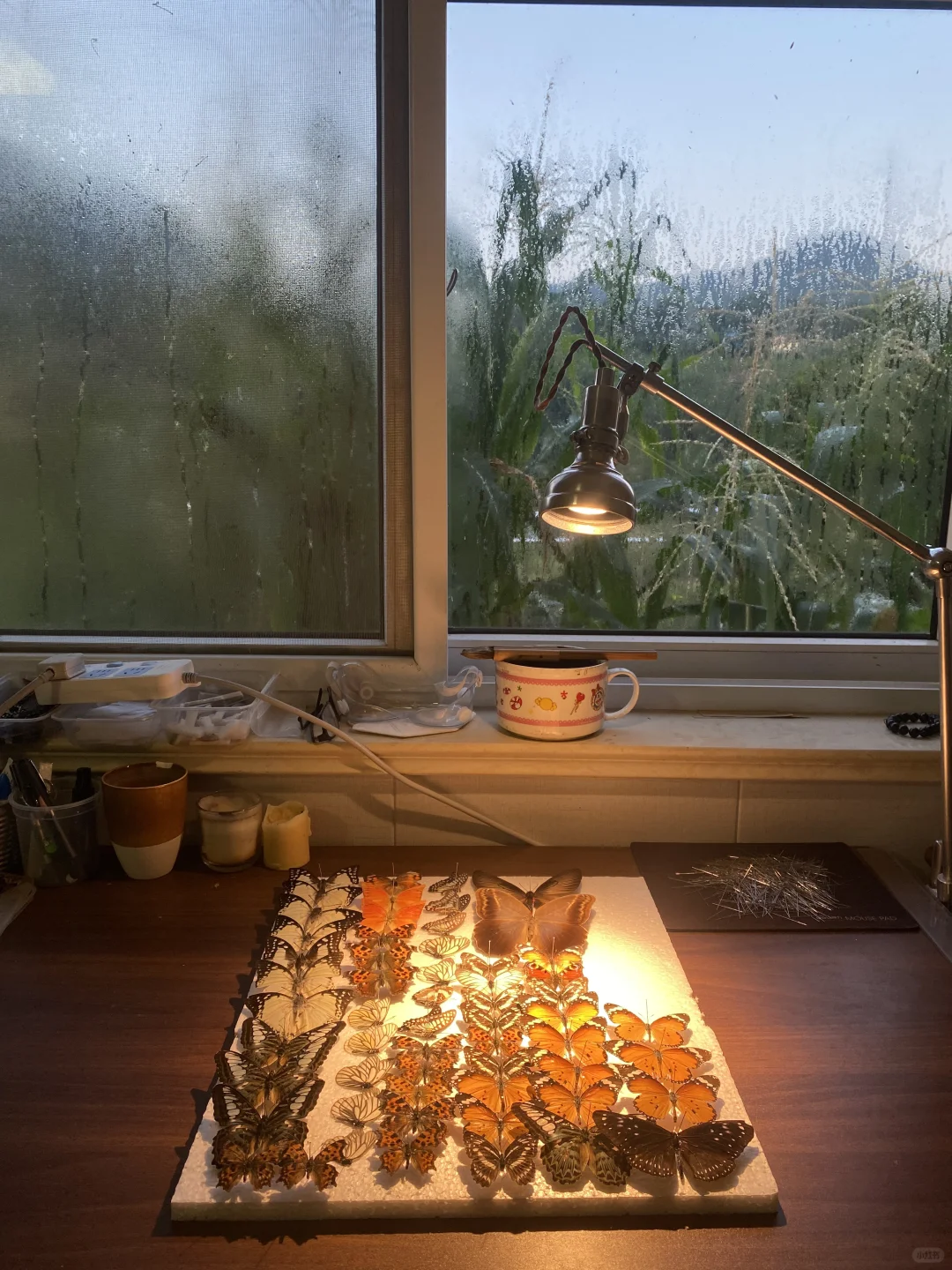 标本 昆虫 蝴蝶标本