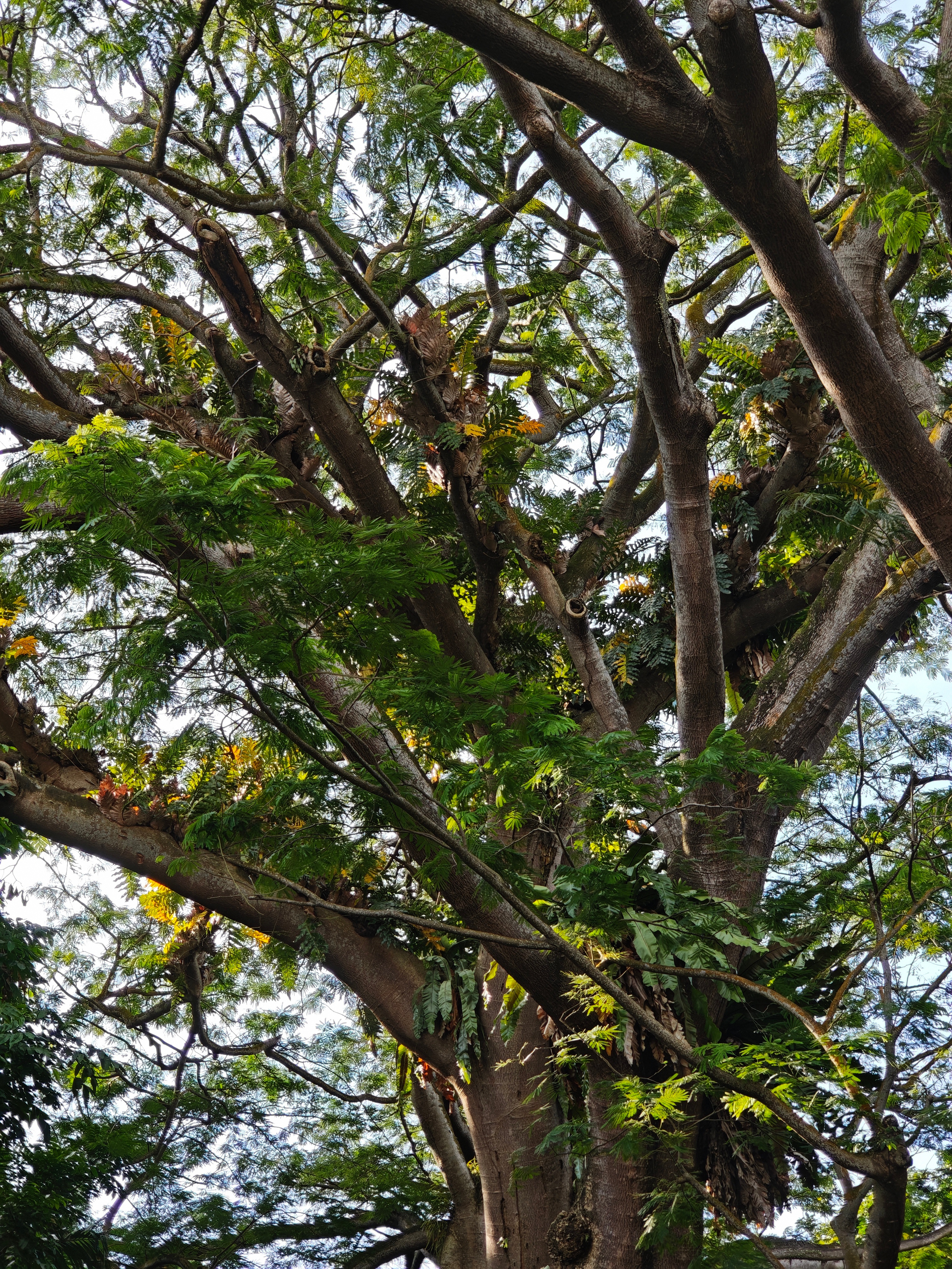 来到新加坡的福康宁公园被这里的大树和绿植给震惊了这辈子在广东从来没见过这么大这么