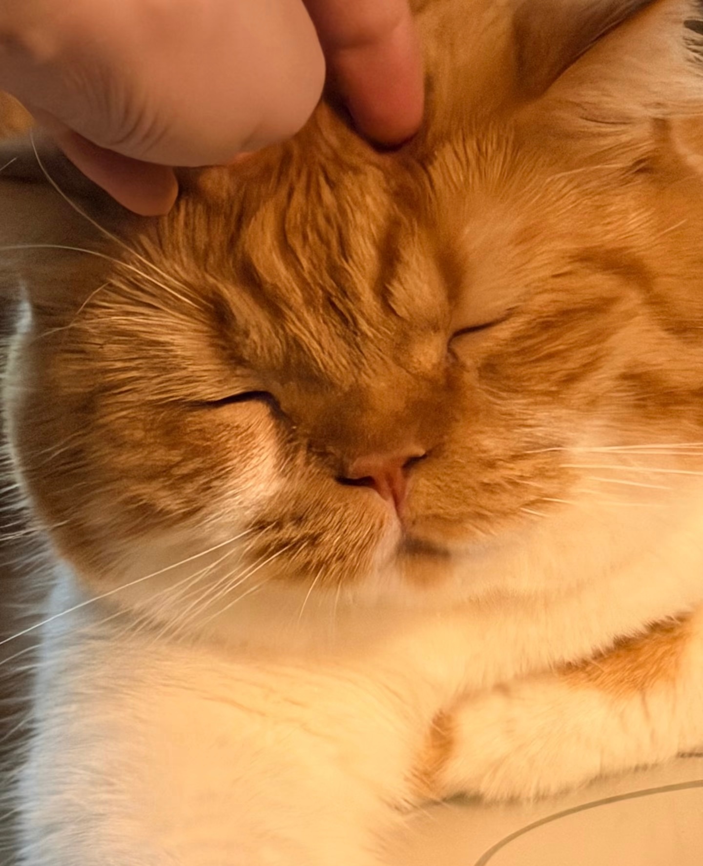 猫猫：请你不要到处抠抠 ​​​