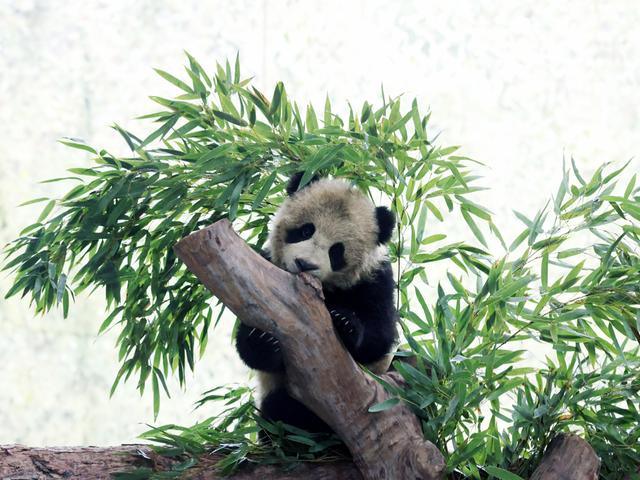 憨萌送福：上海野生动物园大熊猫龙凤胎新春亮相