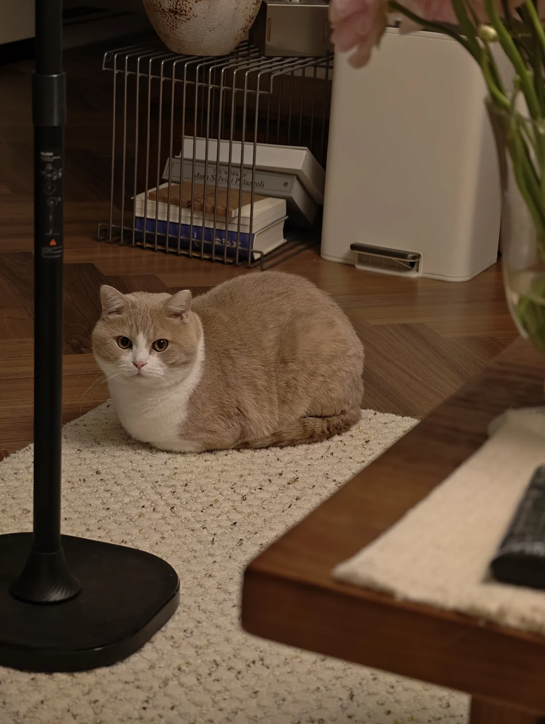 🍞大面猫！！！！！