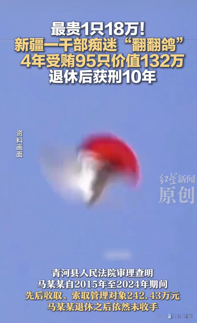 新疆青河，一男子曾担任应急管理局局长等职务，在任期间，偶然迷上了观赏鸽“翻翻鸽”