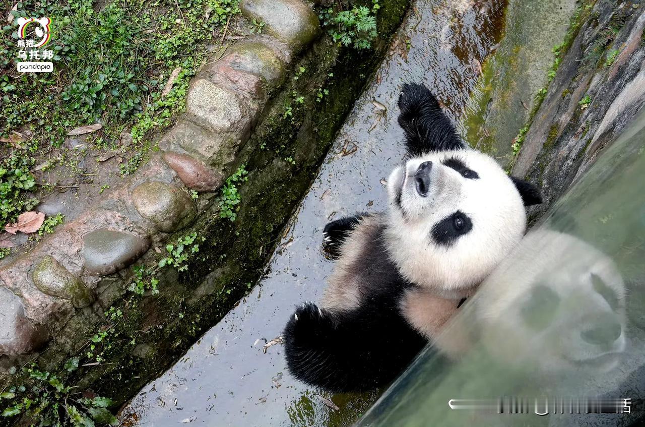 看我的动作，只要你伸把手就行，拉我一下就行了，万里长征就差最后一步！

游客：1