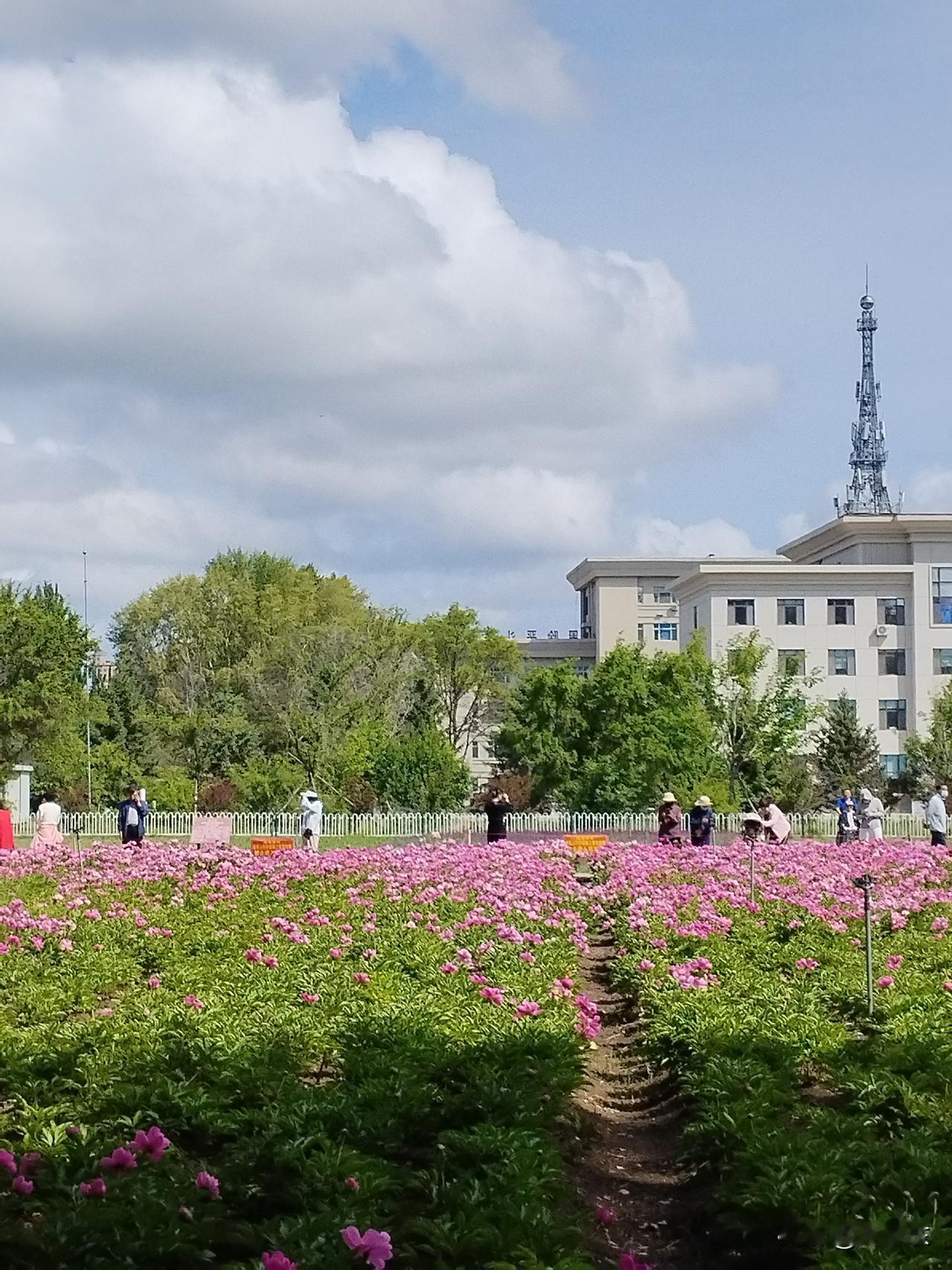 布谷歌
六月夏爽布谷鸣，
林蛙跃闪灌木丛。
鸥鹭掠水凌云上，
（蜜蜂环绕芍药红。