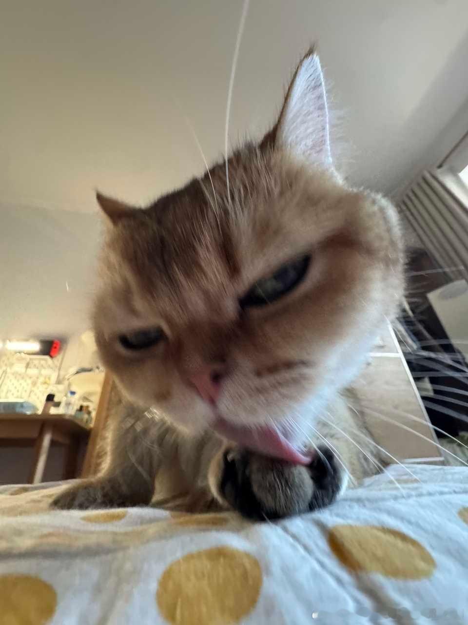 49413【丑猫】魅惑中。。 