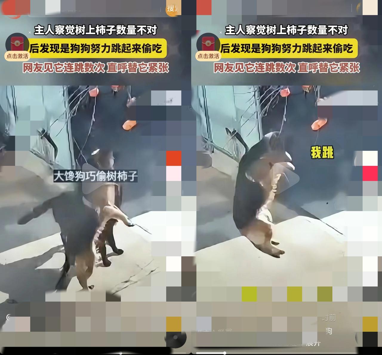 笑不活了家人们！
        河北网友家的柿子树成精了？每天悄咪咪少几个，主