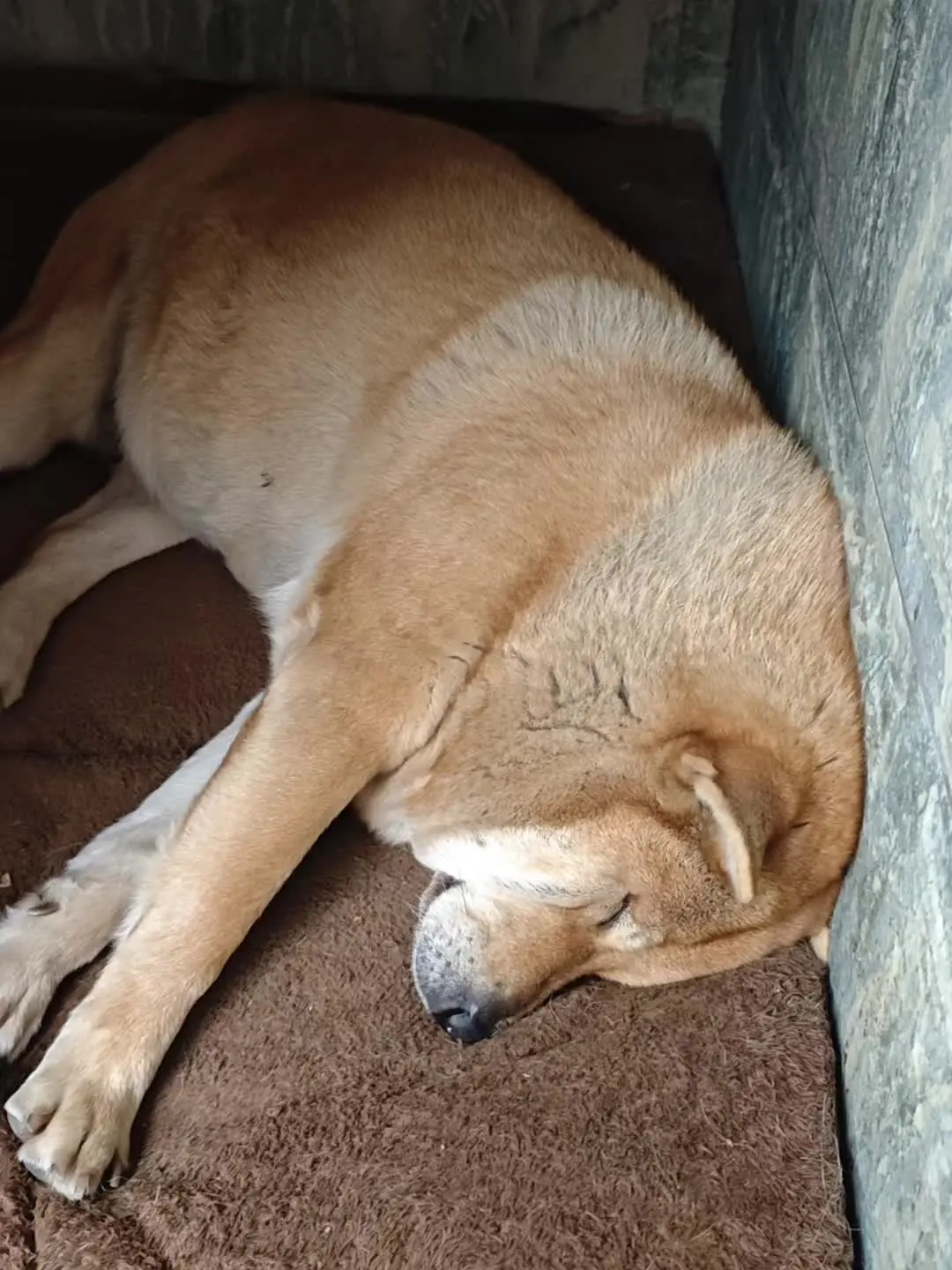 田园犬 我的狗子 大黄 萌宠