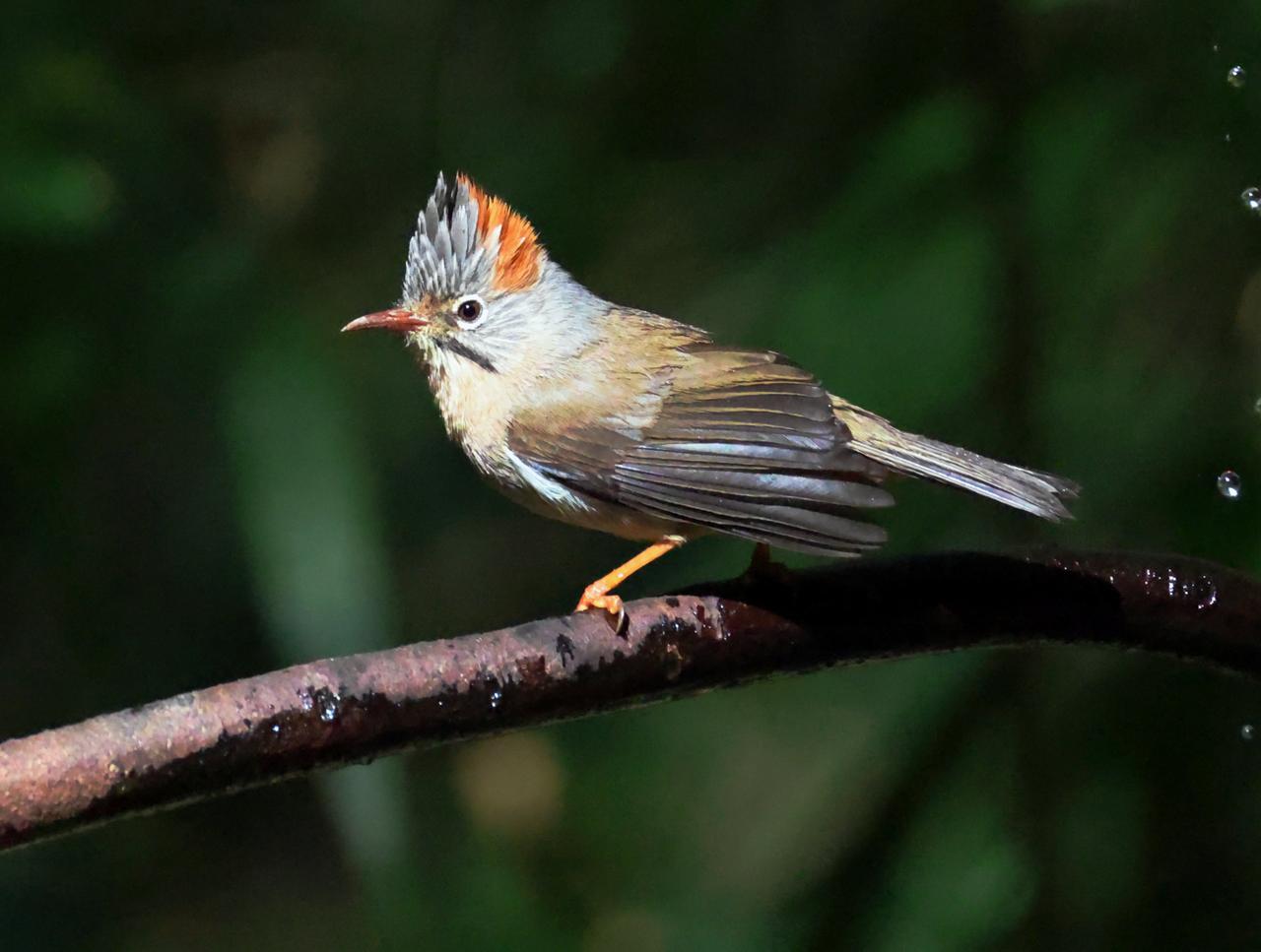 这种鹛姜家寨很多！
它叫棕臀凤鹛，是我新拍到的小林鸟，在姜家寨常常成群结对出现。