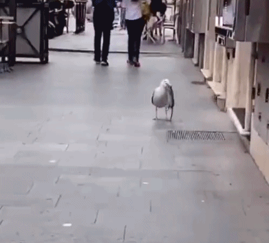 震撼我猫！