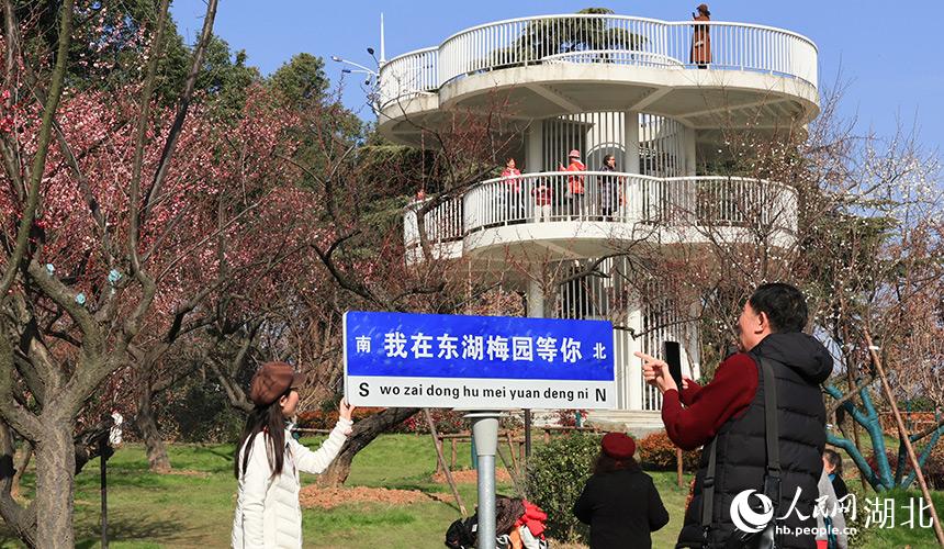 暖冬催梅开 东湖梅园迎赏花季