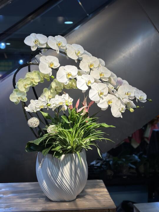龙兰 白色小龙兰