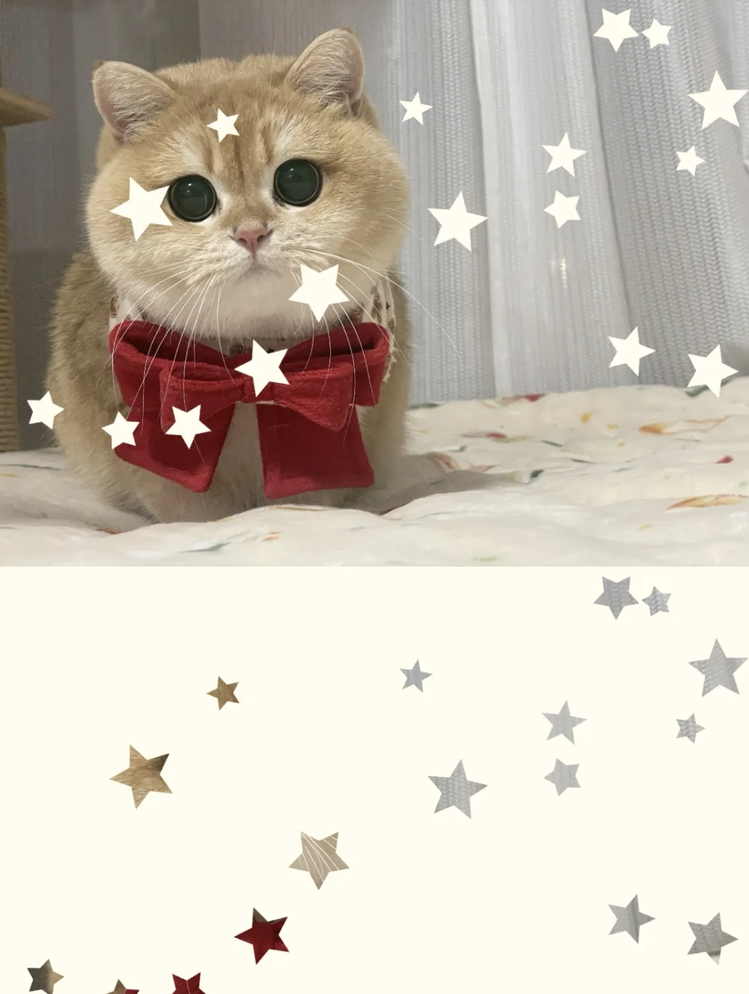 不是今天拍的 我的治愈系猫咪 金渐层