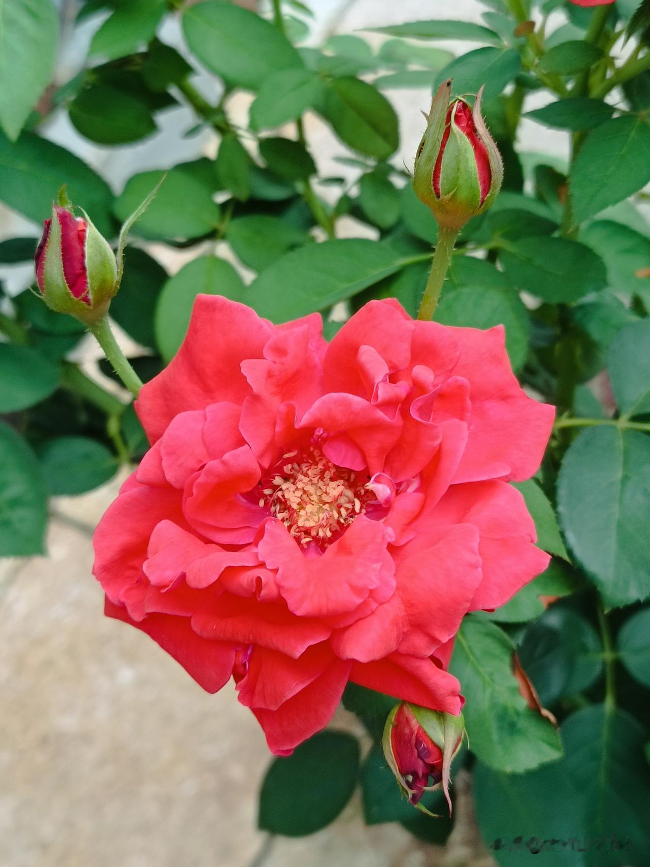 红月季，红似火
红月季，真的如烈火般明艳！花瓣层层叠叠，红得纯粹又热烈。
它就像