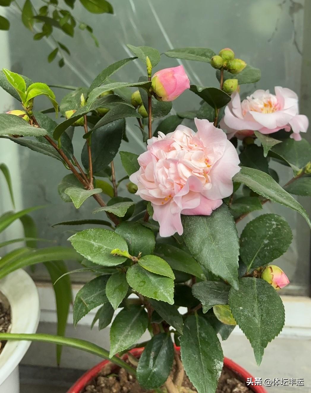 就是把生活里的小确幸拿出来晒晒。

冬天，厨房就是幸福的制造地。煮一锅冒泡的排骨