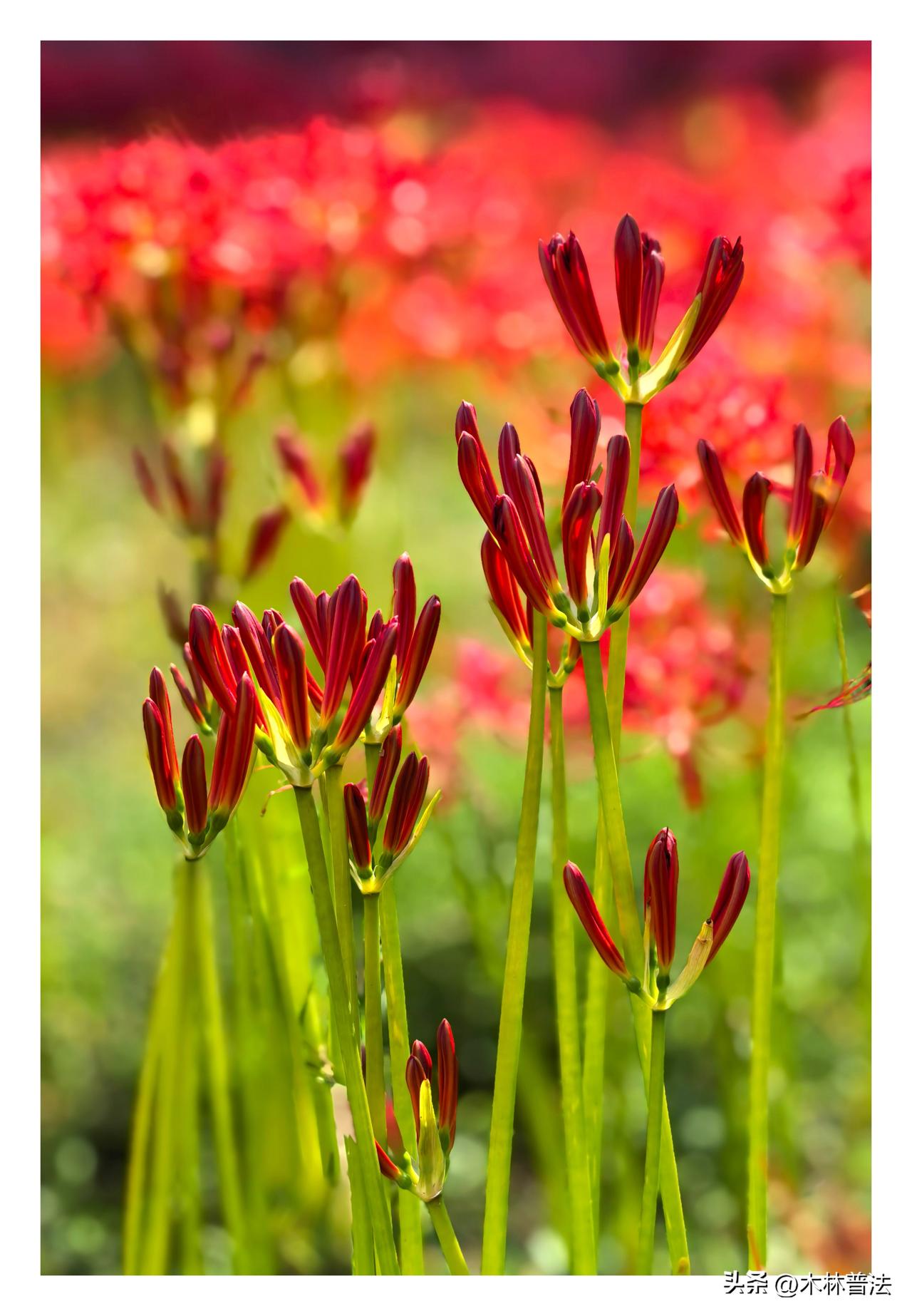 地狱花，生命花，智慧花