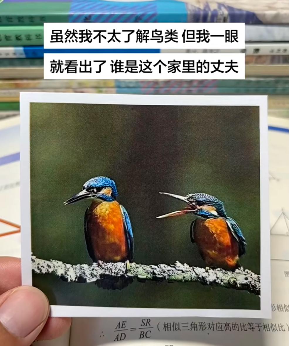 你们觉得这对鸟夫妻，谁是丈夫谁是妻子？